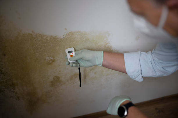 Best Basement Mold Remediation in Byram, MS
