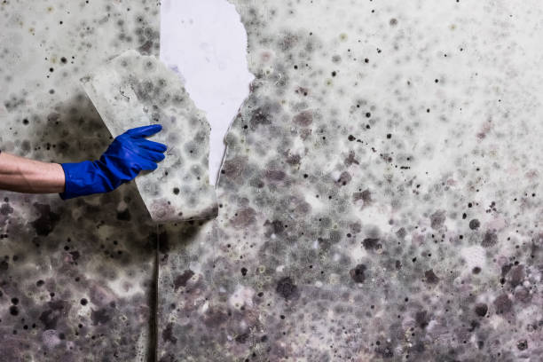 Best White Mold Remediation in Byram, MS