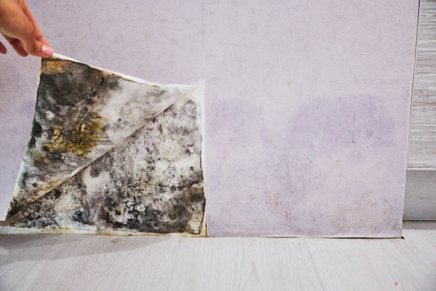 Best Attic Mold Remediation in Byram, MS